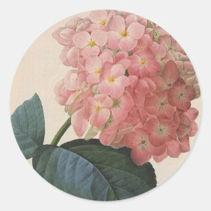 Adesivo Redondo Flores do jardim do vintage, Hortensia cor-de-rosa
