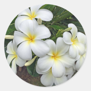 Adesivo Redondo Flores do Plumeria de Havaí