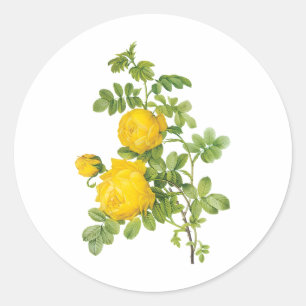 Adesivo Redondo Flores florais do vintage, rosas amarelos por