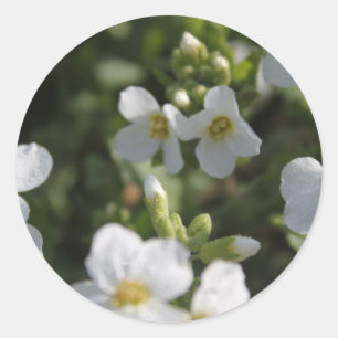 Adesivo Redondo Flores frescas de jardim de verão brancas e folhas