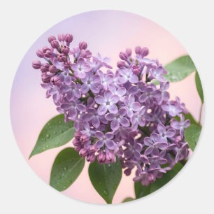 Adesivo Redondo Flores Frescas de Lilás Roxo Primavera Floral