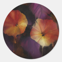 Flores Gloriosas da Manhã