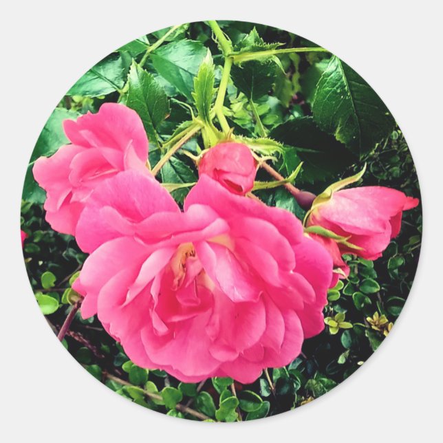 Adesivo Redondo Flores rosa (Frente)