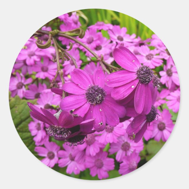 Adesivo Redondo Flores Roxas de São Francisco (Frente)