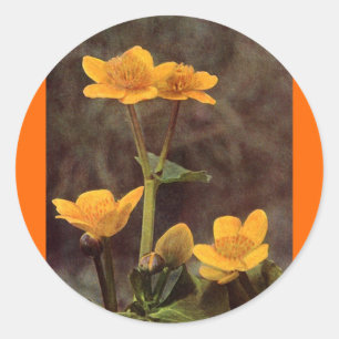 Adesivo Redondo Flores selvagens: Marsh Marigold