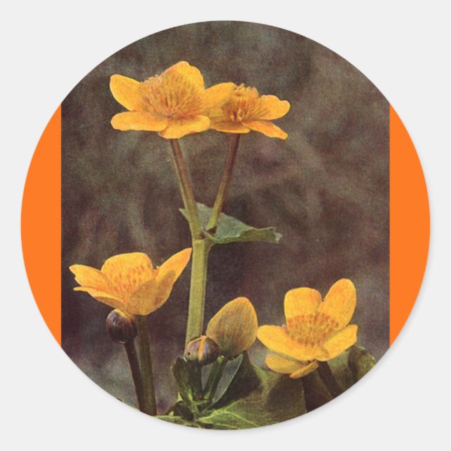Adesivo Redondo Flores selvagens: Marsh Marigold (Frente)