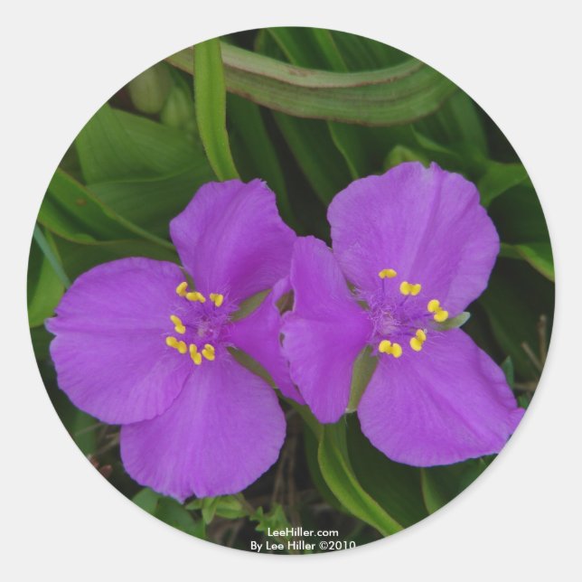 Adesivo Redondo Flores silvestres Fachsia Spiderwort Primaveras Qu (Frente)