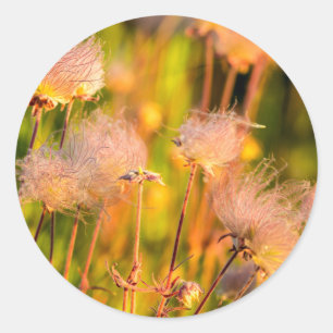 Adesivo Redondo Flores Silvestres Prairie Smoke em Aspen Grove