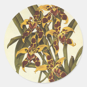 Adesivo Redondo Flores tropicais da orquídea de Odontoglossum do