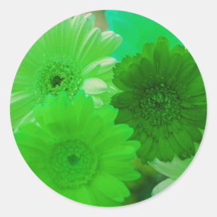 Adesivo Redondo Flores Verde-Gerbera-Daisy Palavras Decaleiras