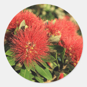 Adesivo Redondo Flores vermelhas da árvore de Pohutukawa do verã