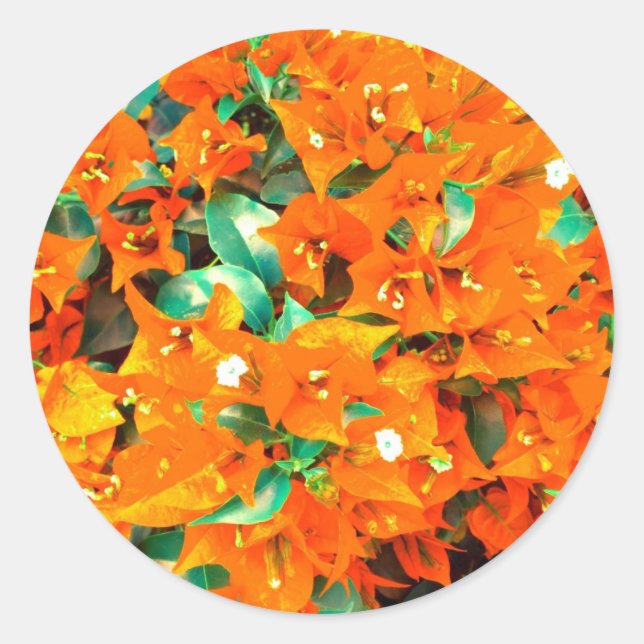 Adesivo Redondo Flores Vibrantes de Laranja Bougainvillea (Frente)