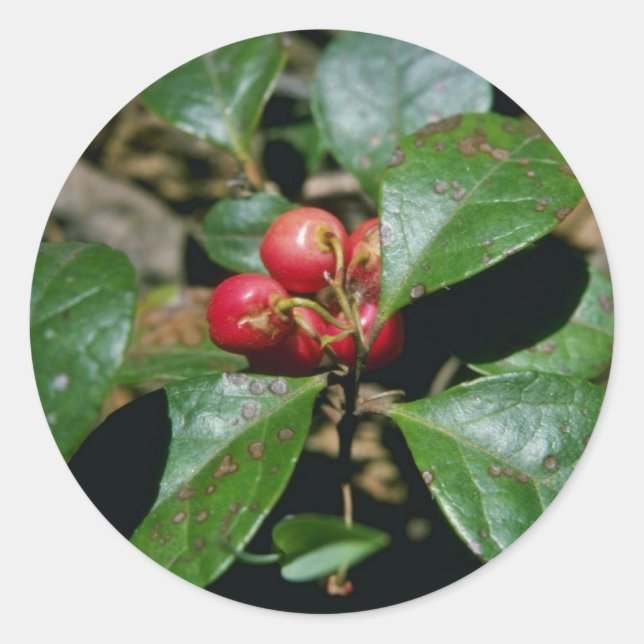 Adesivo Redondo Flores Wintergreen (Gaultheria Procumbens) (Frente)