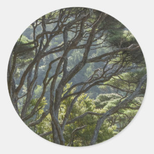 Adesivo Redondo Floresta de Árvores Manuka Nova Zelândia