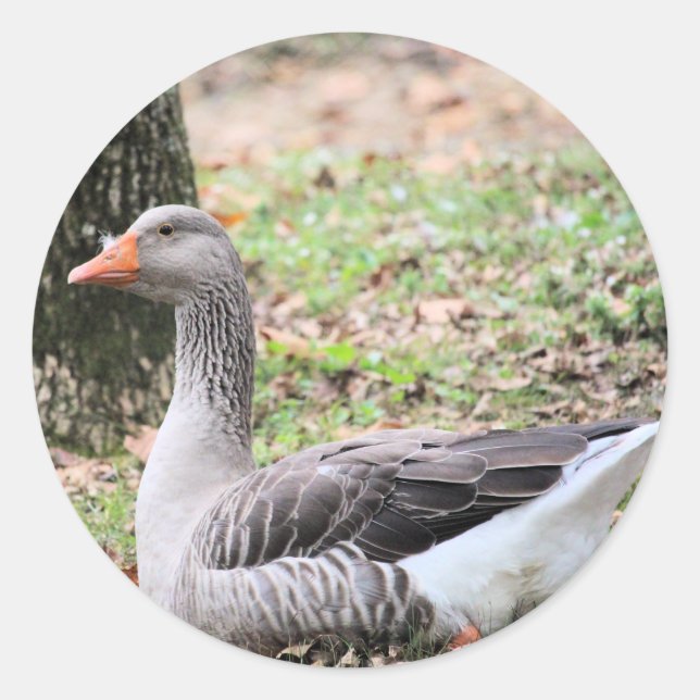 Adesivo Redondo Fluff (Frente)