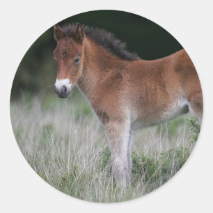 Adesivo Redondo Foal Permanente