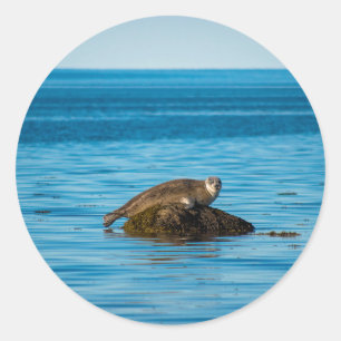 Adesivo Redondo Foca-do-Atlântico