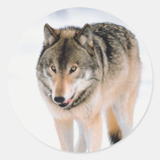 Adesivo Redondo Focas de Envelope de Natal