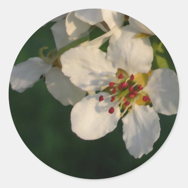 Adesivo Redondo Focas de Envelope de Pera Branca (Frente)