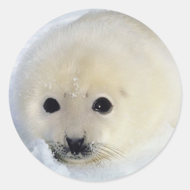 Adesivo Redondo Foffy Harp Seal Pup (Frente)