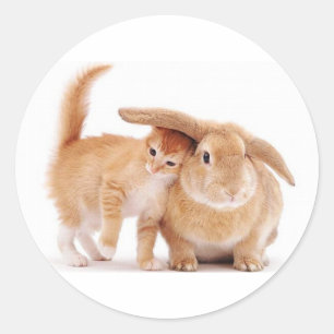 Adesivo Redondo fofo_engraçado_animais_8 coelhos coelhos coelhos