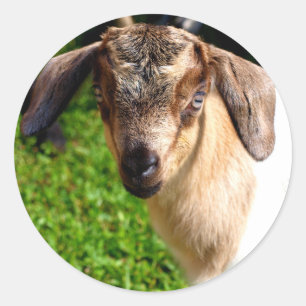 Adesivo Redondo Folha Adorável de Cabra de Bebê