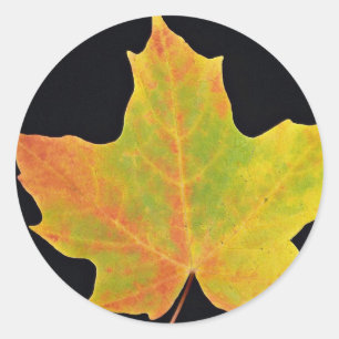 Adesivo Redondo folha de inspiração do amarelo do bordo de açú