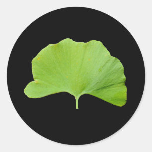 Adesivo Redondo Folha Ginkgo (Ginkgo biloba)