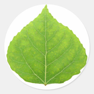 Adesivo Redondo Folha Verde Aspen nº 11