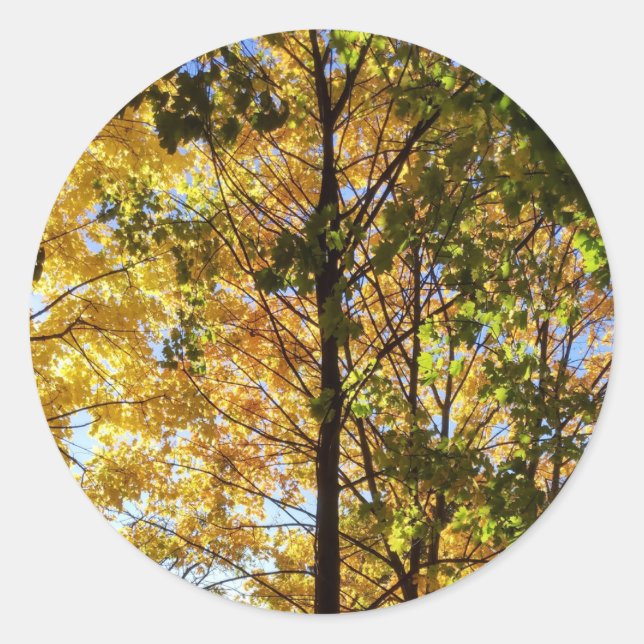 Adesivo Redondo Folhagem Amarelo e Verde (Frente)