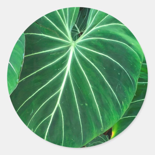 Adesivo Redondo Folhagem tropical de Palm Leaf foliage (Frente)