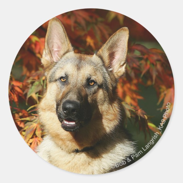 Adesivo Redondo Folhas de outono de german shepherd (Frente)