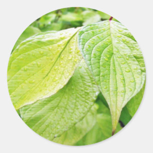 Adesivo Redondo Folhas do verde na árvore