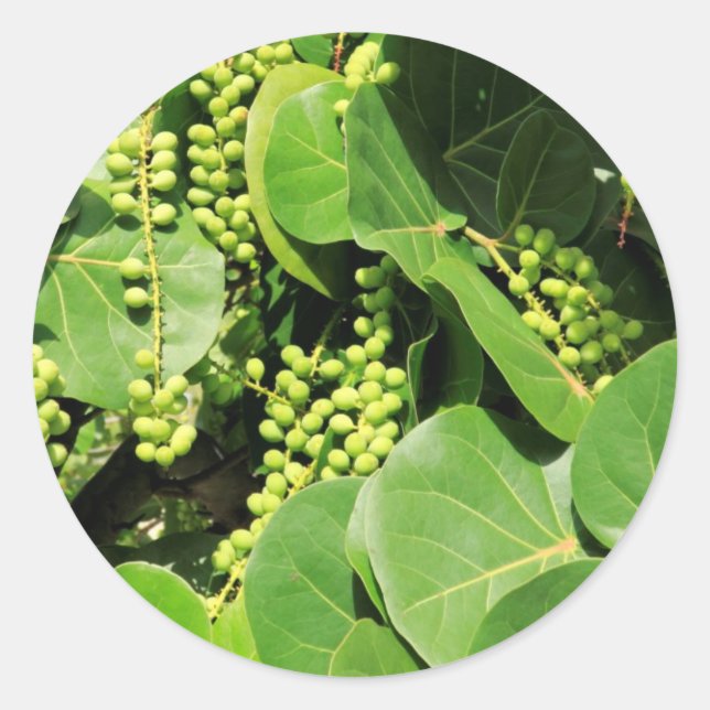 Adesivo Redondo Folhas e Berries de Uvas Marítimas (Frente)
