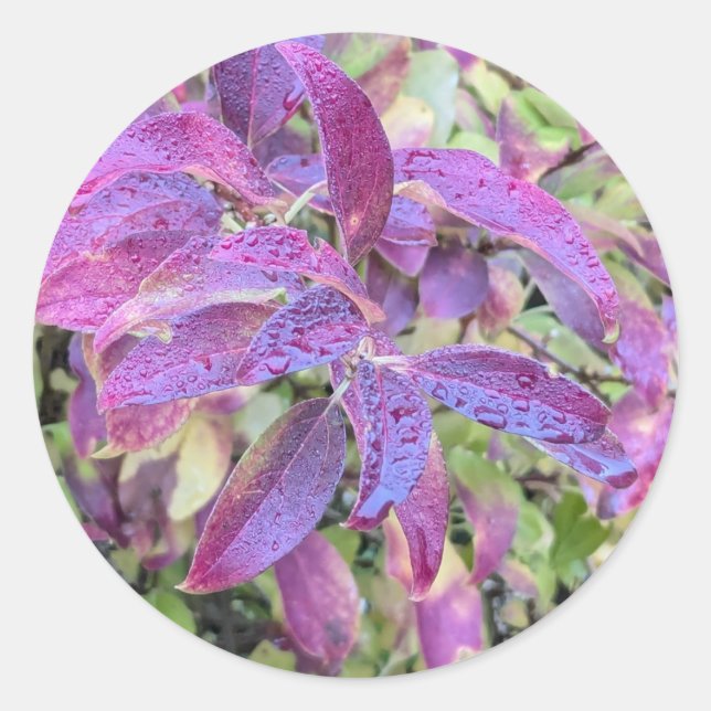 Adesivo Redondo Folhas roxas em autocolantes (Frente)