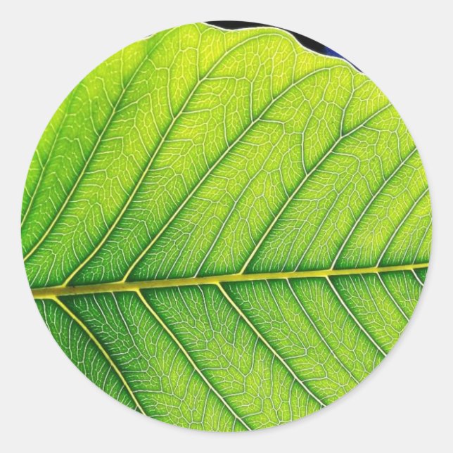 Adesivo Redondo Folhas verdes da folha (Frente)