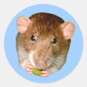 Adesivo Redondo Fome Rat Sticker