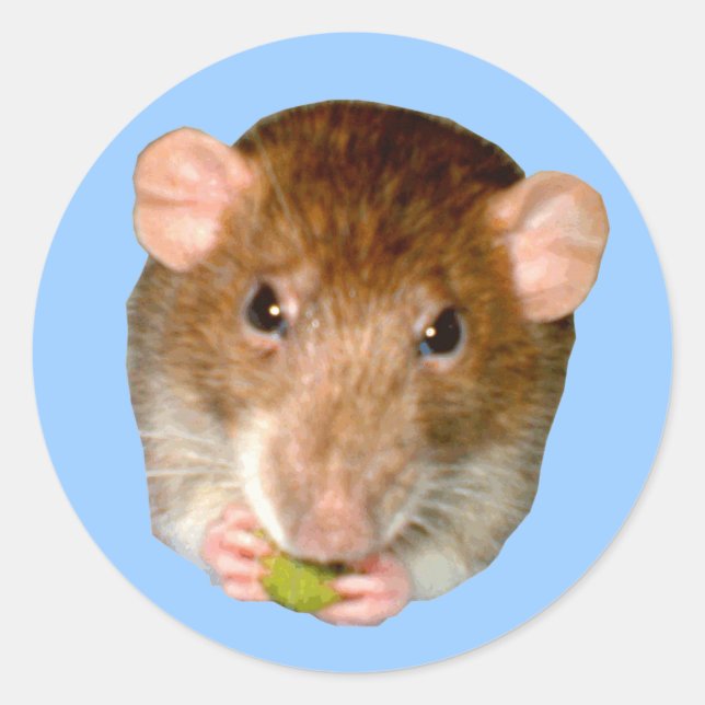 Adesivo Redondo Fome Rat Sticker (Frente)