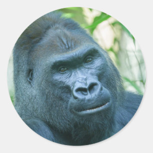 Adesivo Redondo Força Inabalável Silverback Gorilla Kito