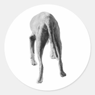 Adesivo Redondo Forma e Fluxo