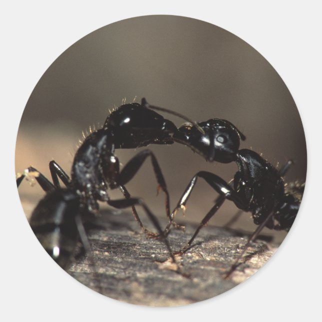 Adesivo Redondo formigas (Frente)
