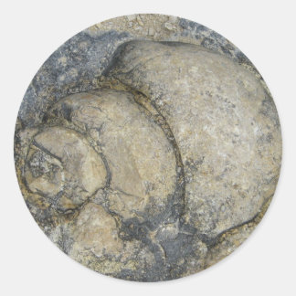 Adesivo Redondo Fóssil
