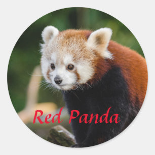 Adesivo Redondo Foto Adorável de Panda Vermelho