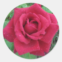Foto bonita de uma Rosa vermelha com o Raindrops S