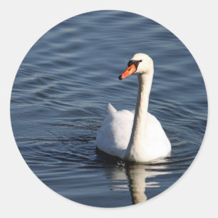 Adesivo Redondo Foto bonito de Swan Branco