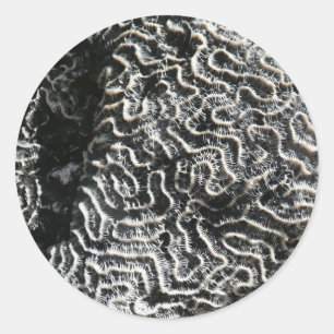 Adesivo Redondo Foto da natureza do Abstrato Black and White Coral