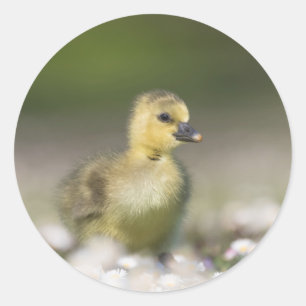 Adesivo Redondo Foto da Natureza Gosling Cute