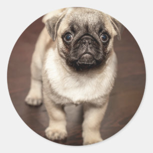 Adesivo Redondo Foto de cachorrinho Pug fofo