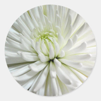 Adesivo Redondo Foto de Flores Mães Brancas de Chrysanthemum