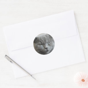 Adesivo Redondo Foto de Gato de Gato de Cinza Cute Personalizada